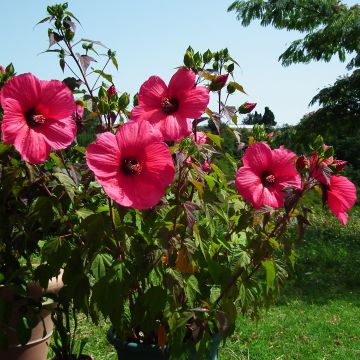 Hibiscus moscheutos Planet Griotte - Swamp Rose Mallow
