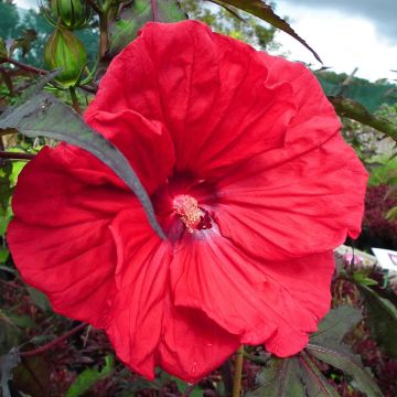 Hibiscus moscheutos Red Wine - Swamp Rose Mallow