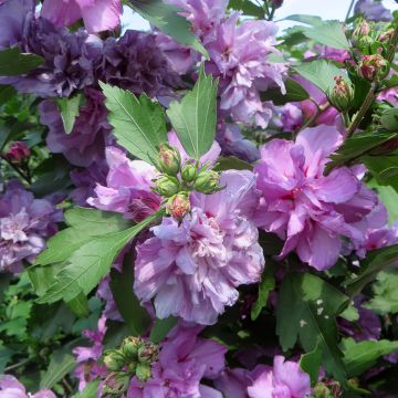 Hibiscus syriacus Ardens