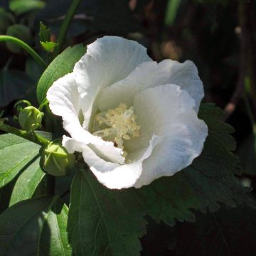 Hibiscus syriacus Diana - Rose of Sharon