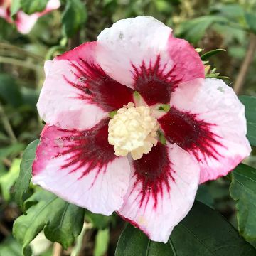 Hibiscus syriacus Hamabo - Rose of Sharon
