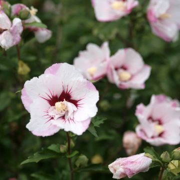 Hibiscus syriacus Pinky Spot