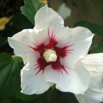 Hibiscus syriacus Red Heart - Rose of Sharon