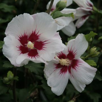 Hibiscus syriacus Shintaeyang - Rose of Sharon