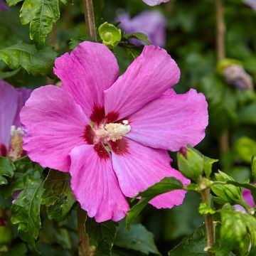 Hibiscus syriacus  Pink Giant® (Flogi)