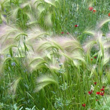 Hordeum jubatum Seeds