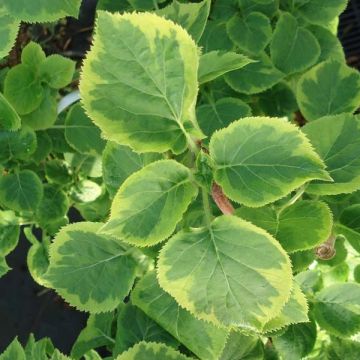 Hydrangea petiolaris Mirranda- Climbing Hydrangea