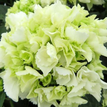 Hydrangea macrophylla Bright White