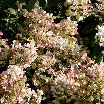 Hydrangea paniculata Burgondy Lace