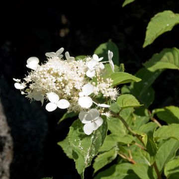 Hydrangea paniculata White Moth