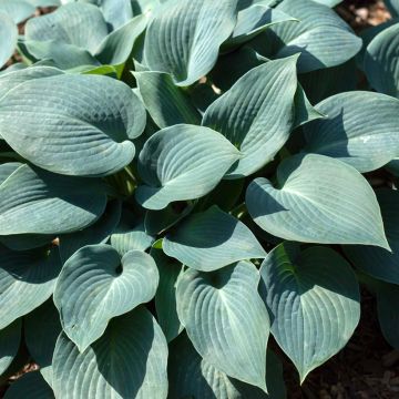 Hosta Blue Mammoth