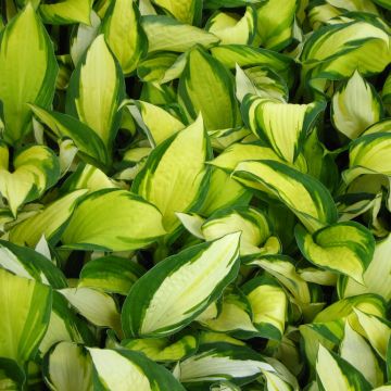Hosta Colour Festival