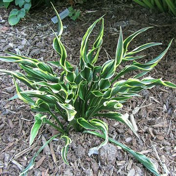 Hosta  Hands Up - Plantain Lily