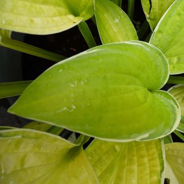 Hosta Moonlight