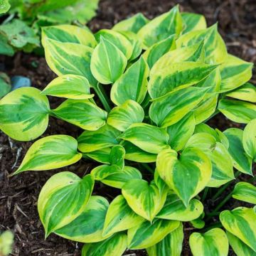 Hosta Radiant Edger - Plantain Lily