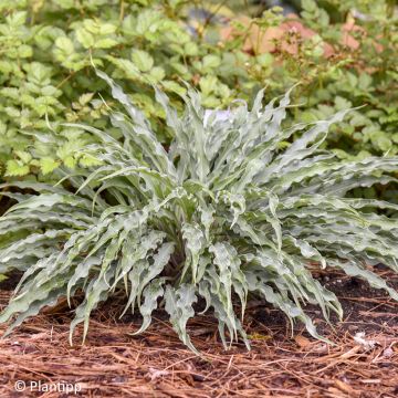 Hosta  Silly String