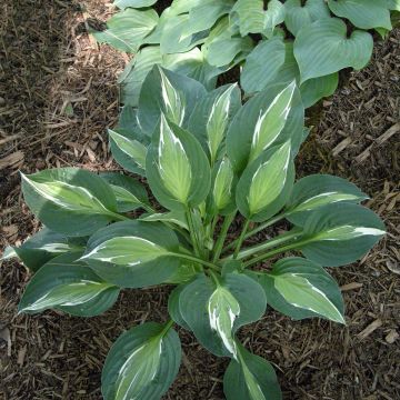 Hosta  Snake Eyes