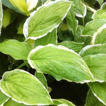 Hosta  Sugar and Cream
