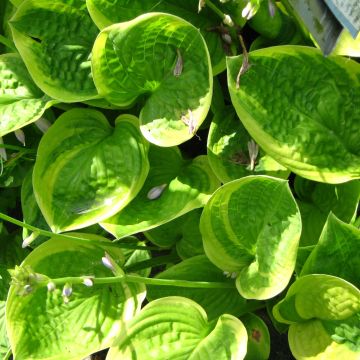 Hosta  Unforgettable