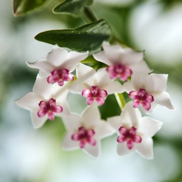 Hoya bella - Beautiful wax plant