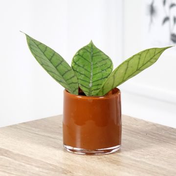 Hoya callistophylla - Wax plant