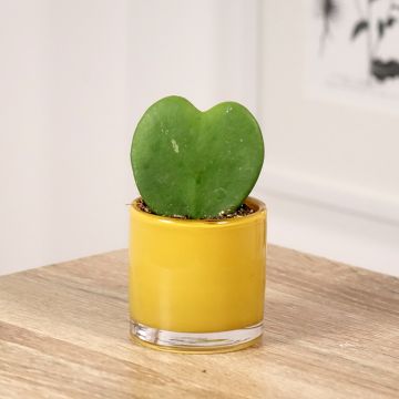 Hoya kerrii - Hoya heart