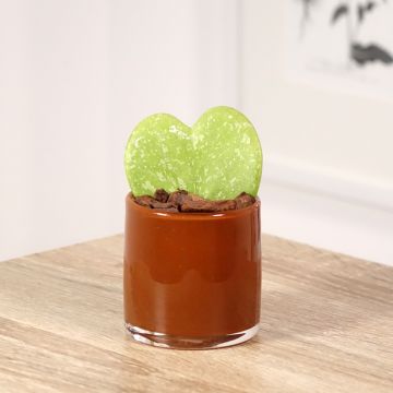 Hoya kerrii Splash - Hoya heart