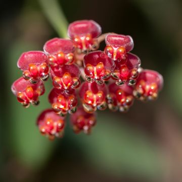 Hoya burtoniae Variegata - Wax plant
