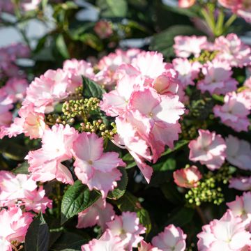 Hydrangea macrophylla Bloombuster