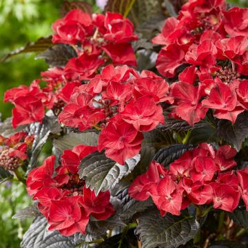 Hydrangea macrophylla x serrata After Midnight - Mophead Hydrangea