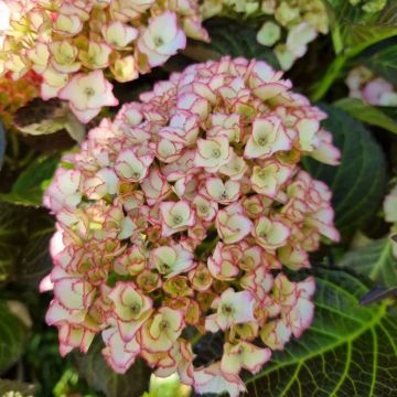 Hydrangea macrophylla Benthe - Mophead Hydrangea