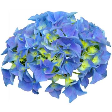 Hydrangea macrophylla Early Blue