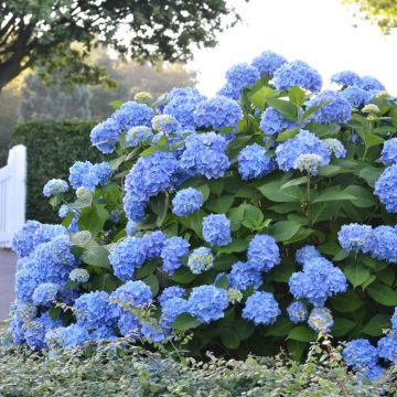 Hydrangea (x) macrophylla Endless Summer The Original (bleu)