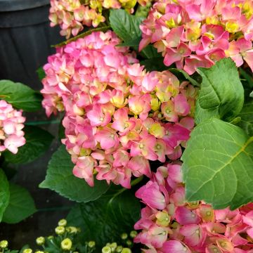 Hydrangea macrophylla Gräfin Cosel - Mophead Hydrangea