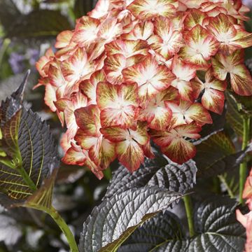 Hydrangea macrophylla Light My Fire- Mophead Hydrangea