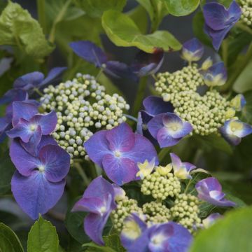 Hydrangea macrophylla Nachtigall