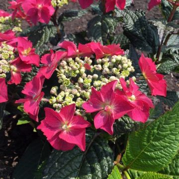 Hydrangea macrophylla x serrata Flair & Flavours Strawberry n Cream