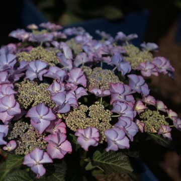 Hydrangea macrophylla Tiffany