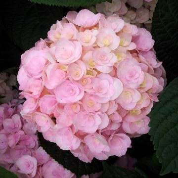 Hydrangea macrophylla Love - Mophead Hydrangea