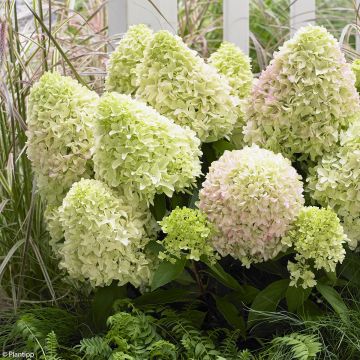 Hydrangea paniculata Little Fraise