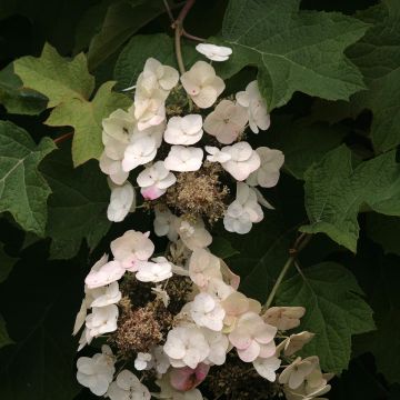 Hydrangea quercifolia Burgundy