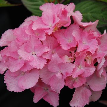 Hydrangea serrata Cap Sizun - Mountain Hydrangea