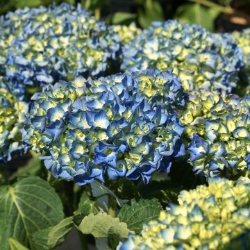 Hydrangea macrophylla Renate Steiniger