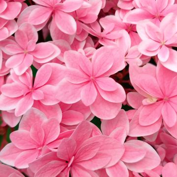 Hydrangea macrophylla Tinkerbell