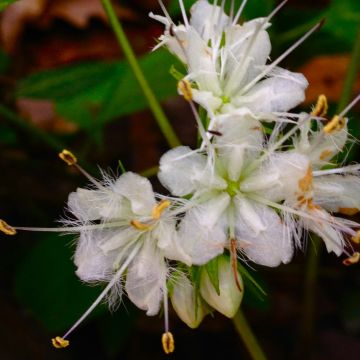 Hydrophyllum canadense 