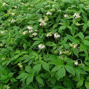 Hydrophyllum virginianum - Virginia Waterleaf