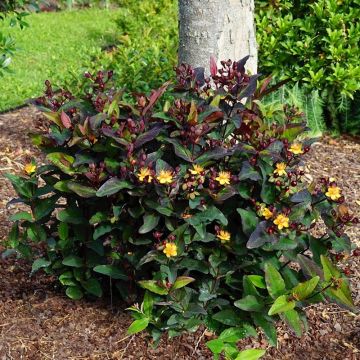 Hypericum Miracle Night - St. John's wort