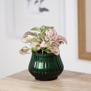 Hypoestes phyllostachya Pink - Polka dot plant