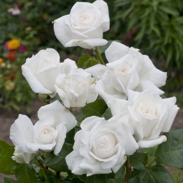 Rosa Annapurna - Standard Rose