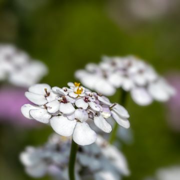 Iberis Masterpiece - Thlaspi, Corbeille d'argent